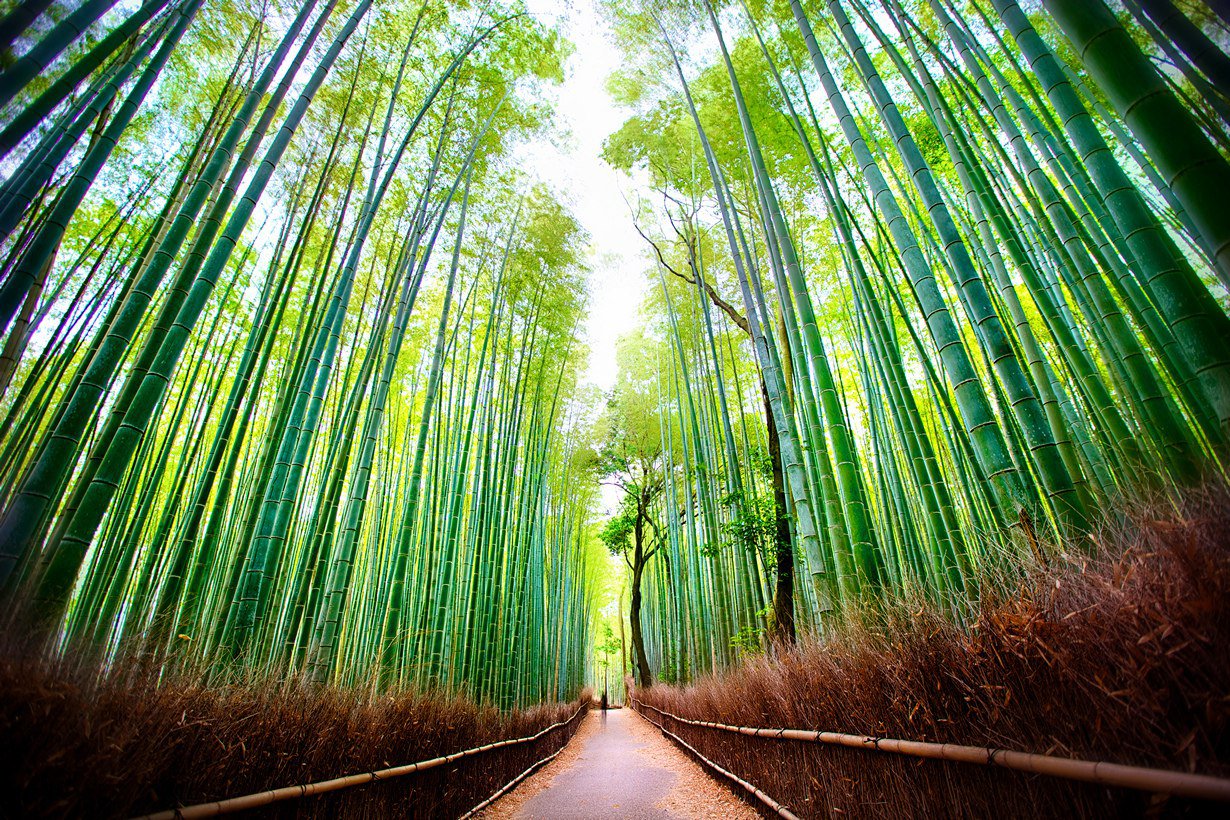 Бамбуковый лес Сагано – потрясающая природная достопримечательность Японии